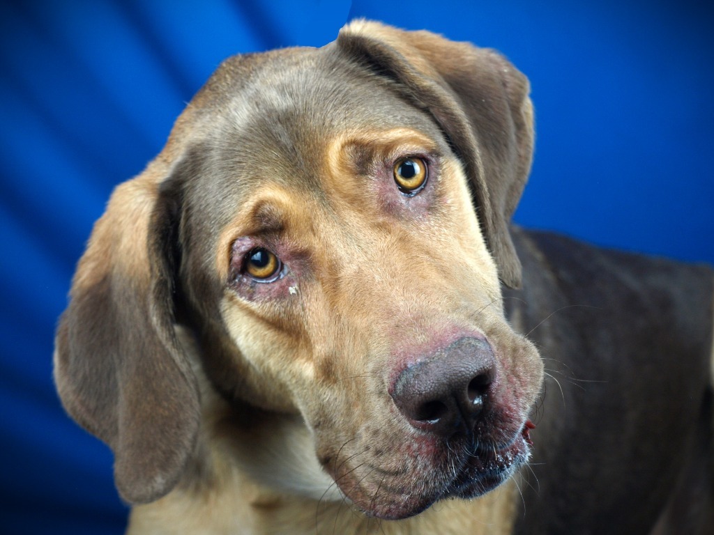 Moose, an adoptable Mixed Breed, Bloodhound in Denham Springs, LA, 70726 | Photo Image 1