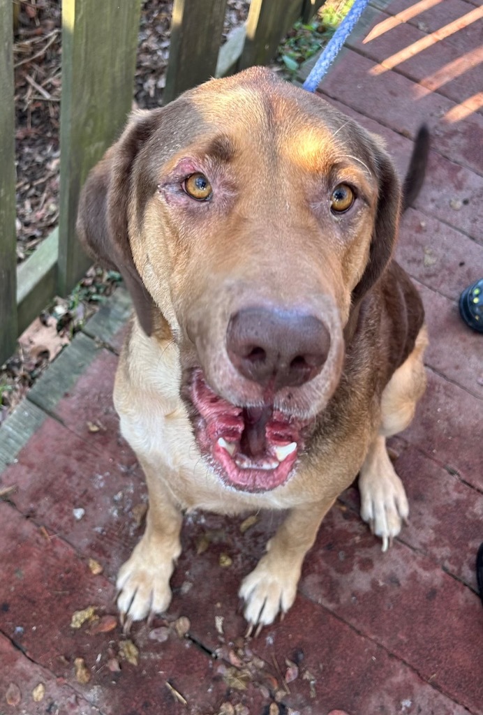 Moose, an adoptable Mixed Breed, Bloodhound in Denham Springs, LA, 70726 | Photo Image 2