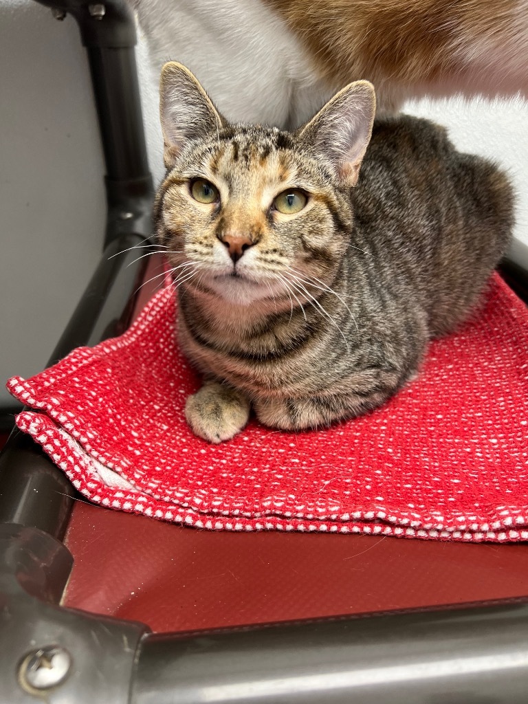 Duchess, an adoptable Domestic Short Hair in Corpus Christi, TX, 78414 | Photo Image 1