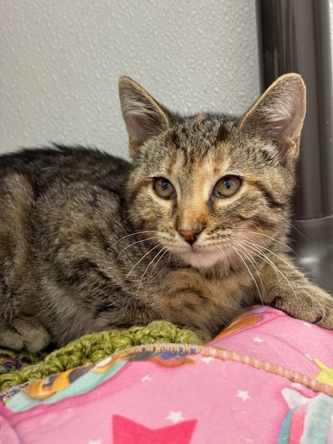 Duchess, an adoptable Domestic Short Hair in Corpus Christi, TX, 78414 | Photo Image 2
