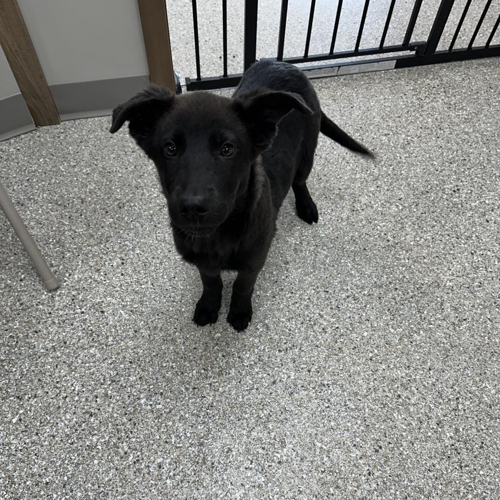 Diamond, an adoptable Black Labrador Retriever, German Shepherd Dog in Detroit Lakes, MN, 56501 | Photo Image 1
