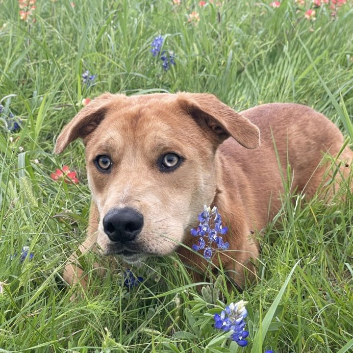 Rufus 3