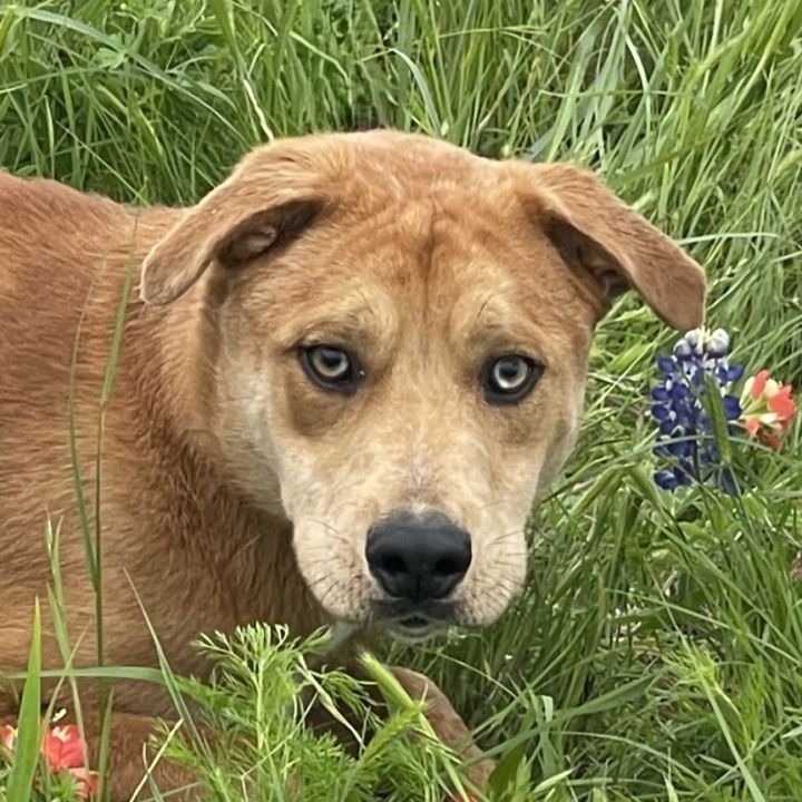 Rufus 5