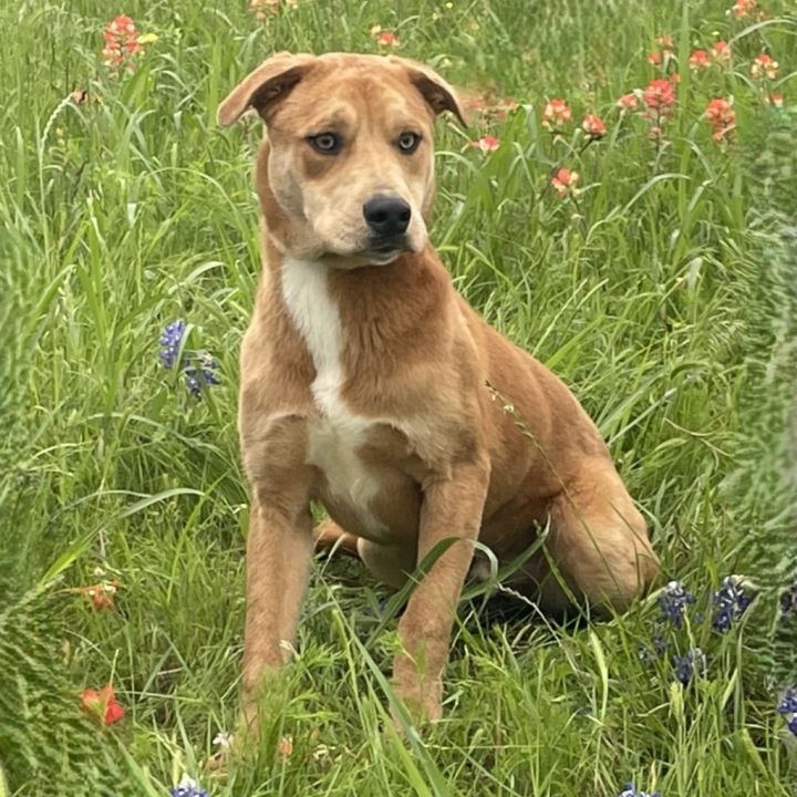 Rufus 6