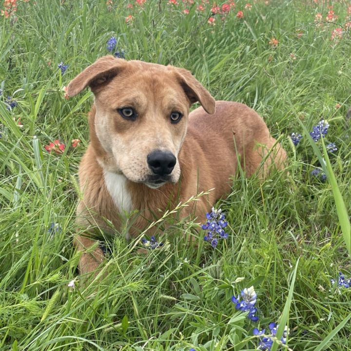 Rufus 7