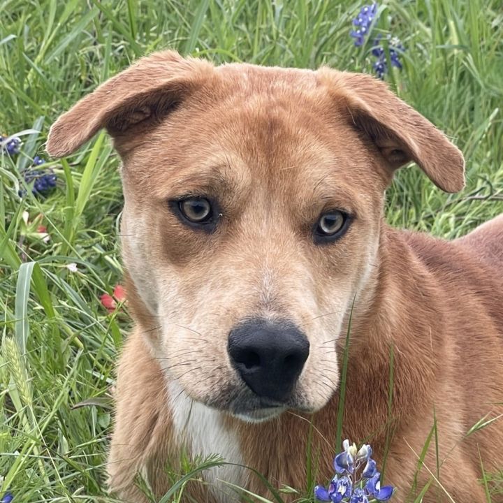 Rufus 8