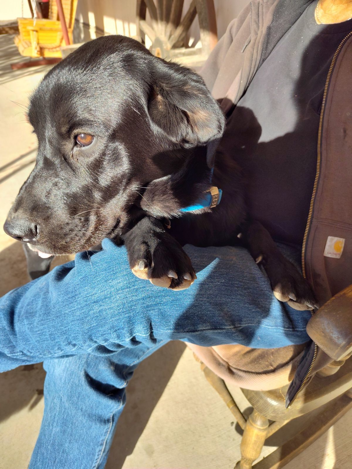 Sunka, an adoptable Labrador Retriever in Williamsburg, NM, 87942 | Photo Image 1