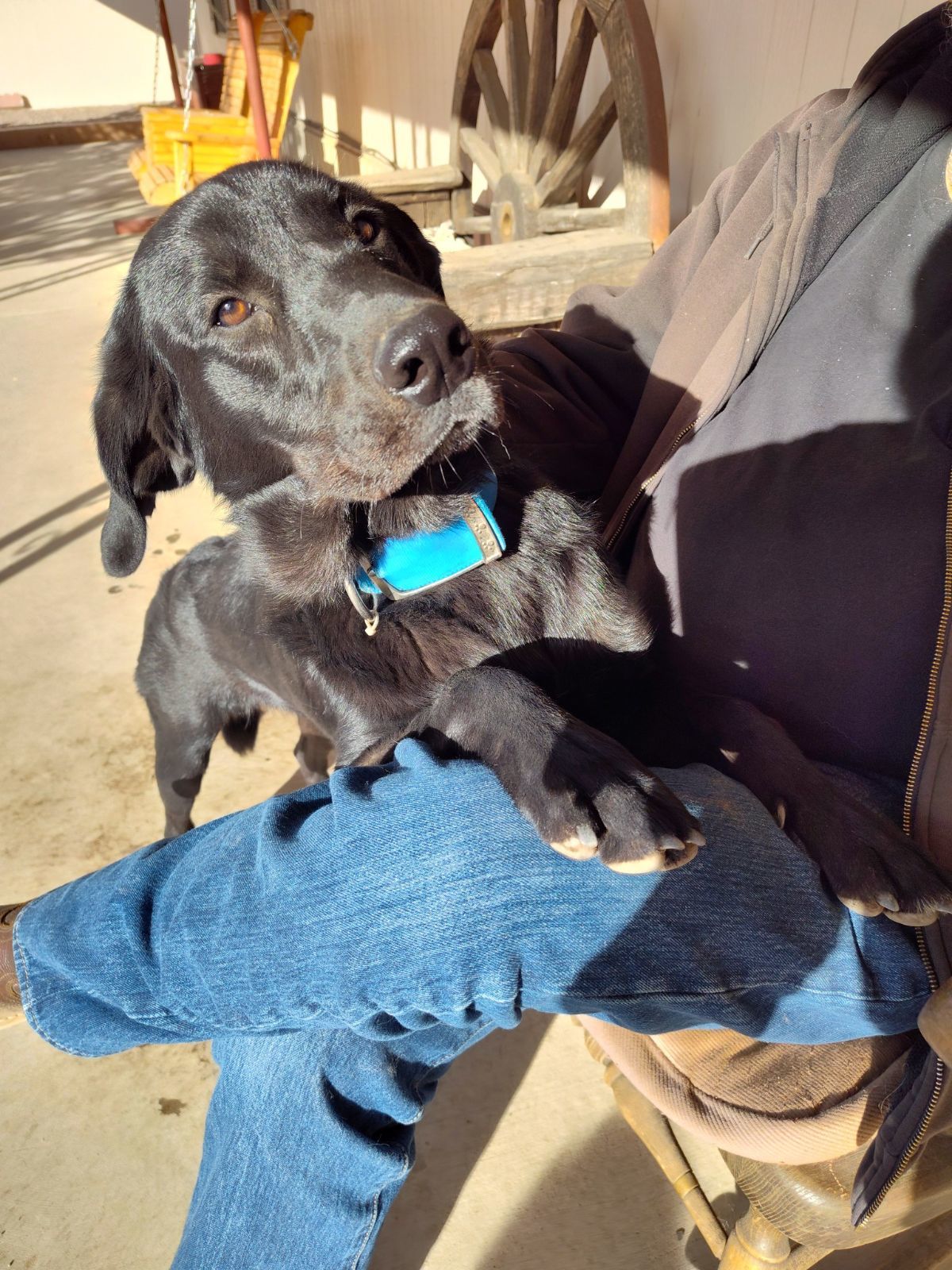 Sunka, an adoptable Labrador Retriever in Williamsburg, NM, 87942 | Photo Image 2