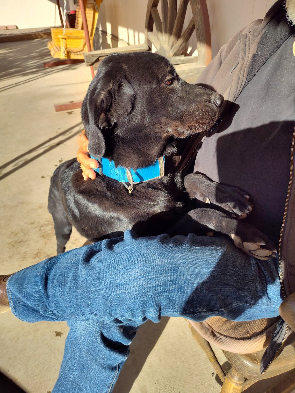 Sunka, an adoptable Labrador Retriever in Williamsburg, NM, 87942 | Photo Image 3