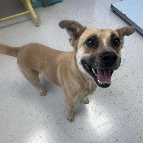 Happy, an adoptable Pit Bull Terrier in Garden City, KS, 67846 | Photo Image 1