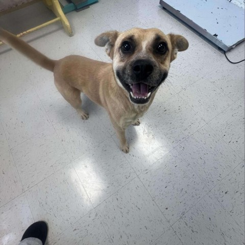 Happy, an adoptable Pit Bull Terrier in Garden City, KS, 67846 | Photo Image 2