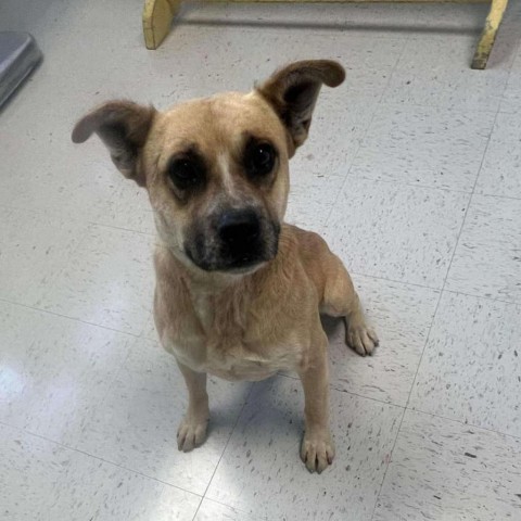 Happy, an adoptable Pit Bull Terrier in Garden City, KS, 67846 | Photo Image 4