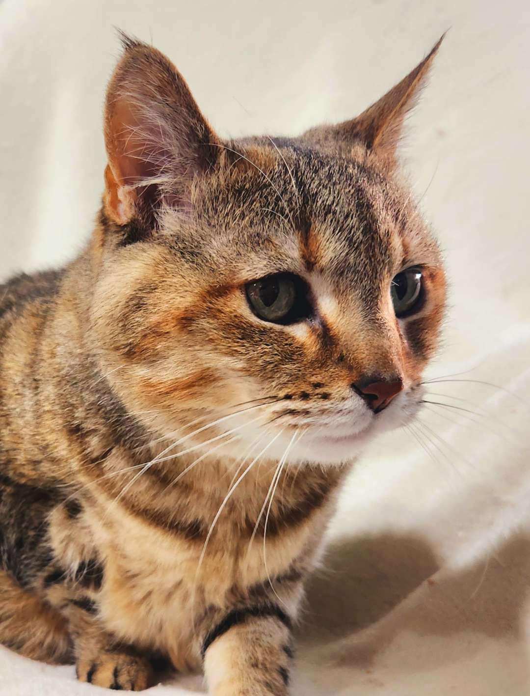 Claire, an adoptable Domestic Short Hair in Laramie, WY, 82073 | Photo Image 1