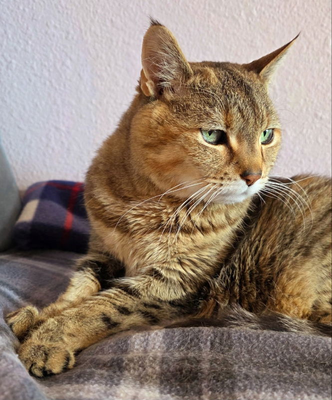 Claire, an adoptable Domestic Short Hair in Laramie, WY, 82073 | Photo Image 2
