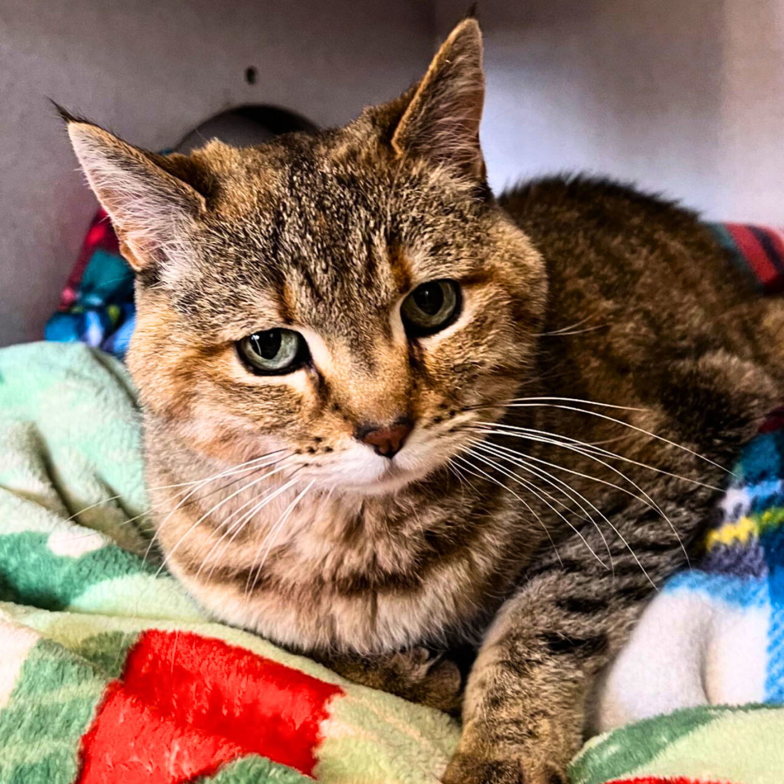 Claire, an adoptable Domestic Short Hair in Laramie, WY, 82073 | Photo Image 3