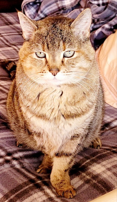 Claire, an adoptable Domestic Short Hair in Laramie, WY, 82073 | Photo Image 3
