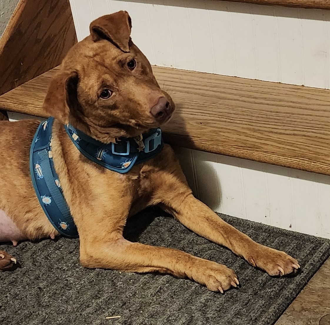 Bailee, an adoptable Catahoula Leopard Dog, Labrador Retriever in St. Cloud, MN, 56301 | Photo Image 1