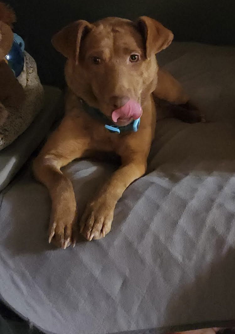 Bailee, an adoptable Catahoula Leopard Dog, Labrador Retriever in St. Cloud, MN, 56301 | Photo Image 3