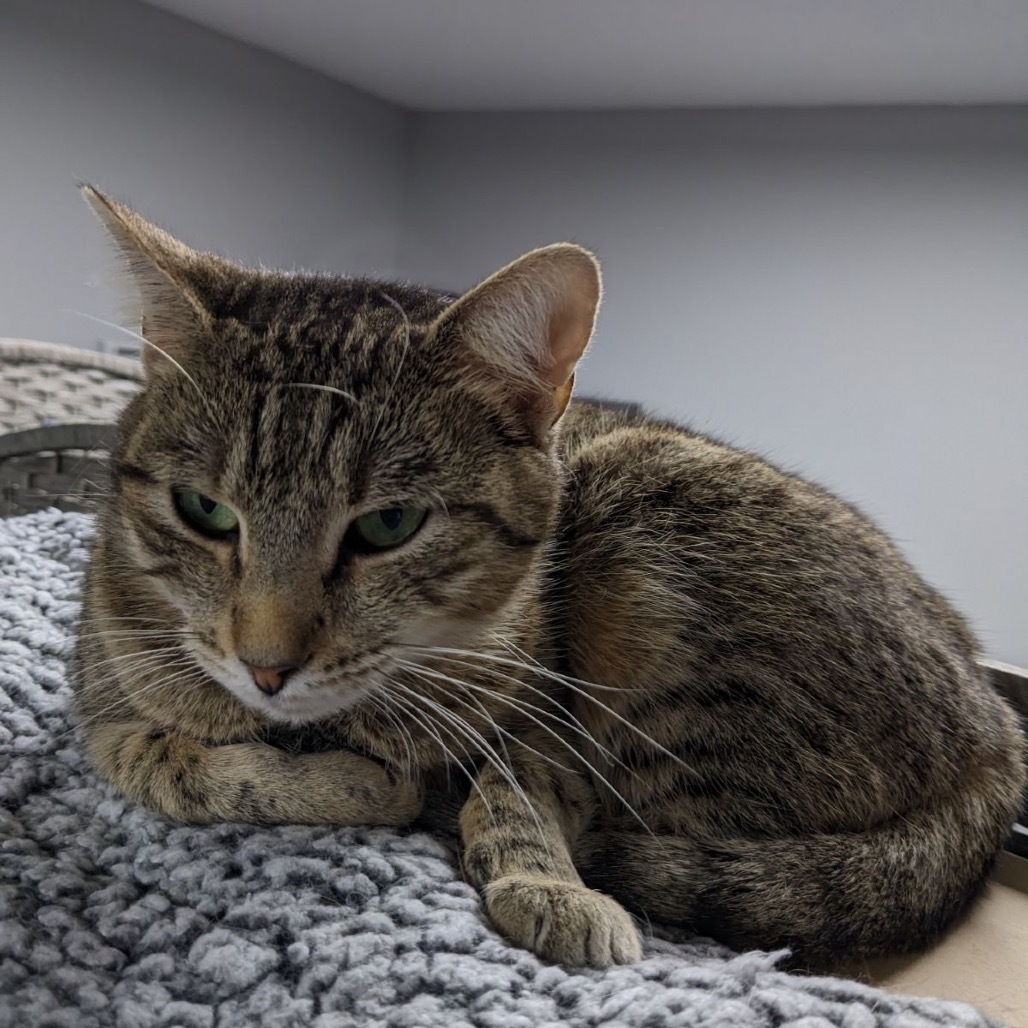 Mojave, an adoptable Domestic Short Hair in Garfield, AR, 72732 | Photo Image 1