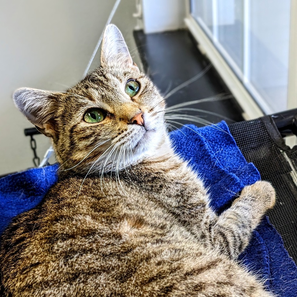 Momo, an adoptable Domestic Short Hair in Garfield, AR, 72732 | Photo Image 1