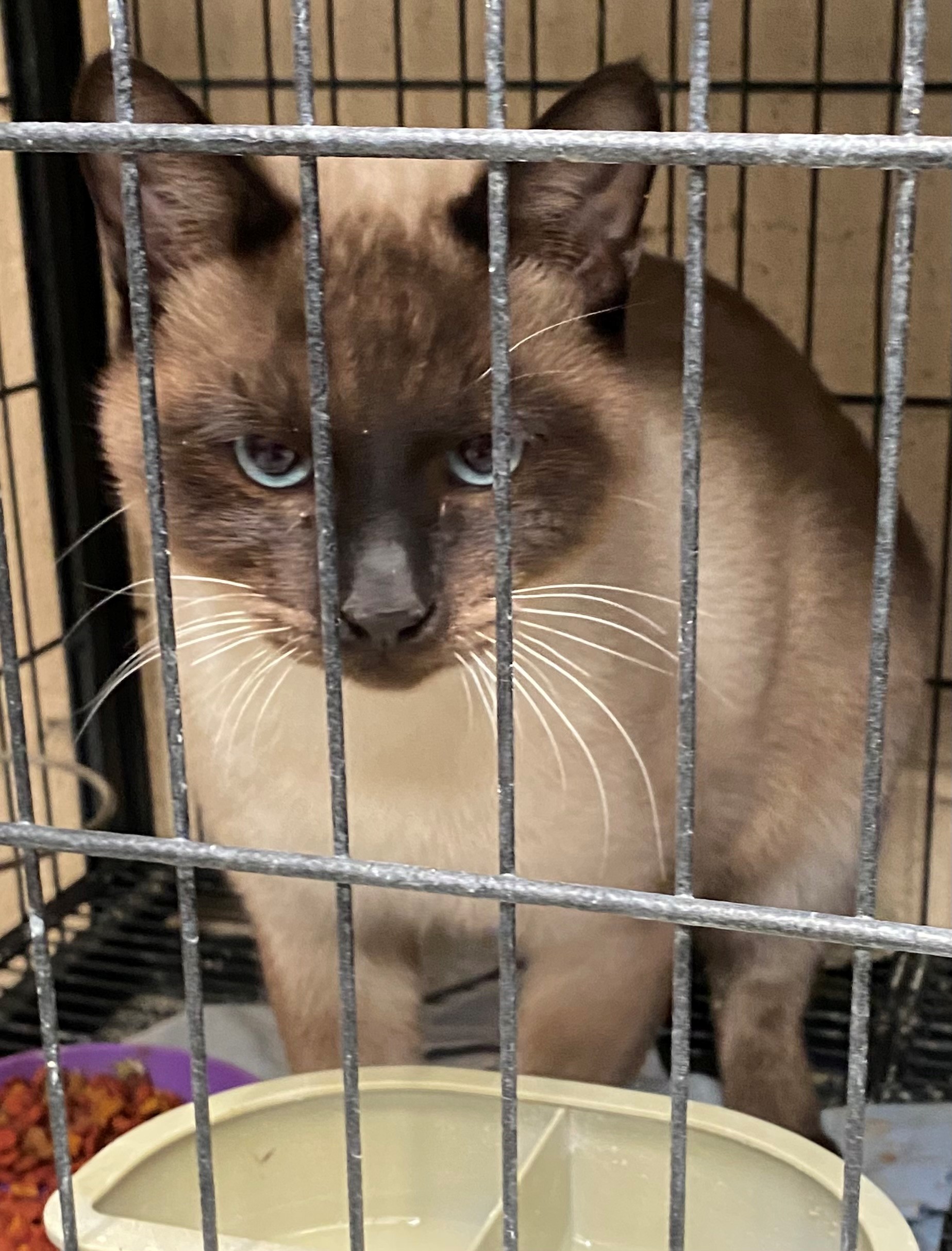 Miu-Miu, an adoptable Siamese in Lovelock, NV, 89419 | Photo Image 1