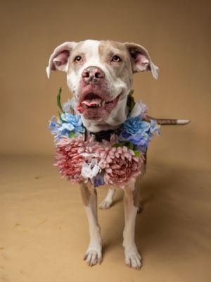 Lydia Mixed Breed Dog