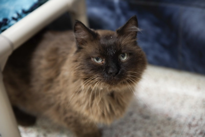 Mocha, an adoptable Himalayan, Persian in Golden Valley, MN, 55422 | Photo Image 1