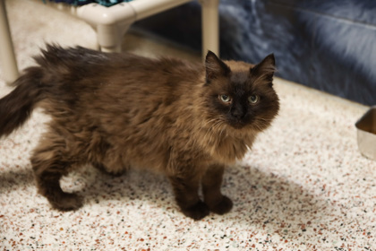 Mocha, an adoptable Himalayan, Persian in Golden Valley, MN, 55422 | Photo Image 2