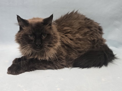 Mocha, an adoptable Himalayan, Persian in Golden Valley, MN, 55422 | Photo Image 3