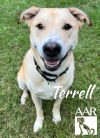 Terrell photo 4