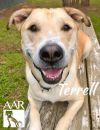 Terrell photo 6