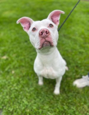 Walker, Adult Male Pit Bull Terrier
