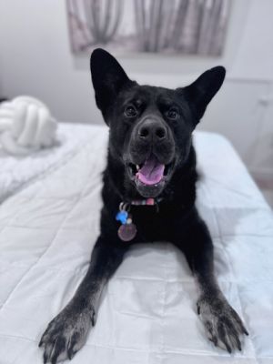 Meet Chow Mein a 2-year-old pup whos caught our eye with his handsome looks and gentle spirit Tho