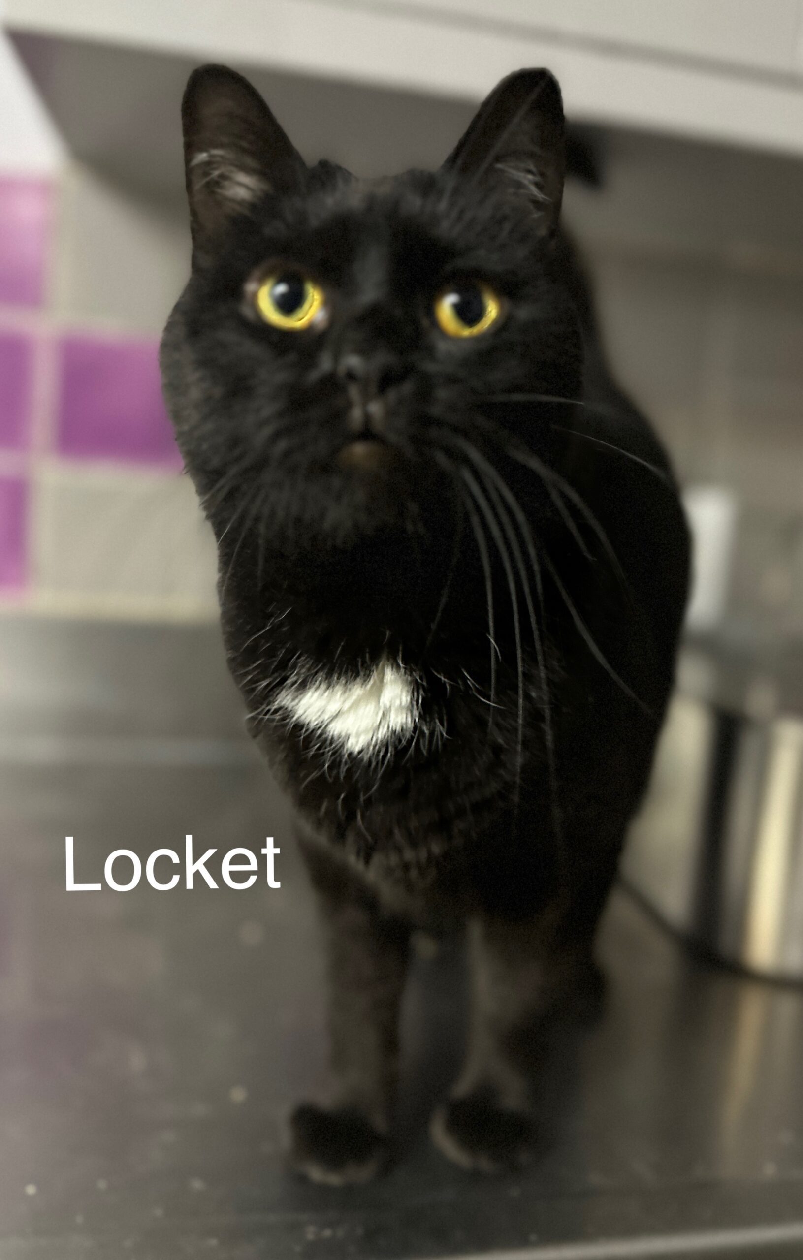 Locket