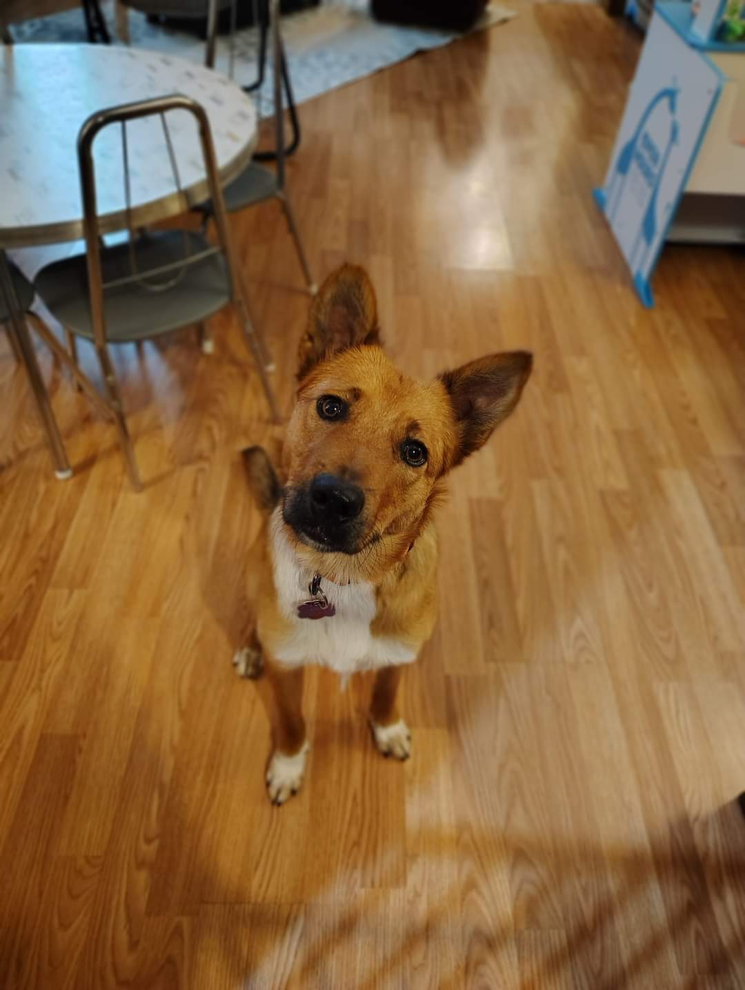 Apollo, an adoptable Australian Cattle Dog / Blue Heeler in New London, WI, 54961 | Photo Image 1