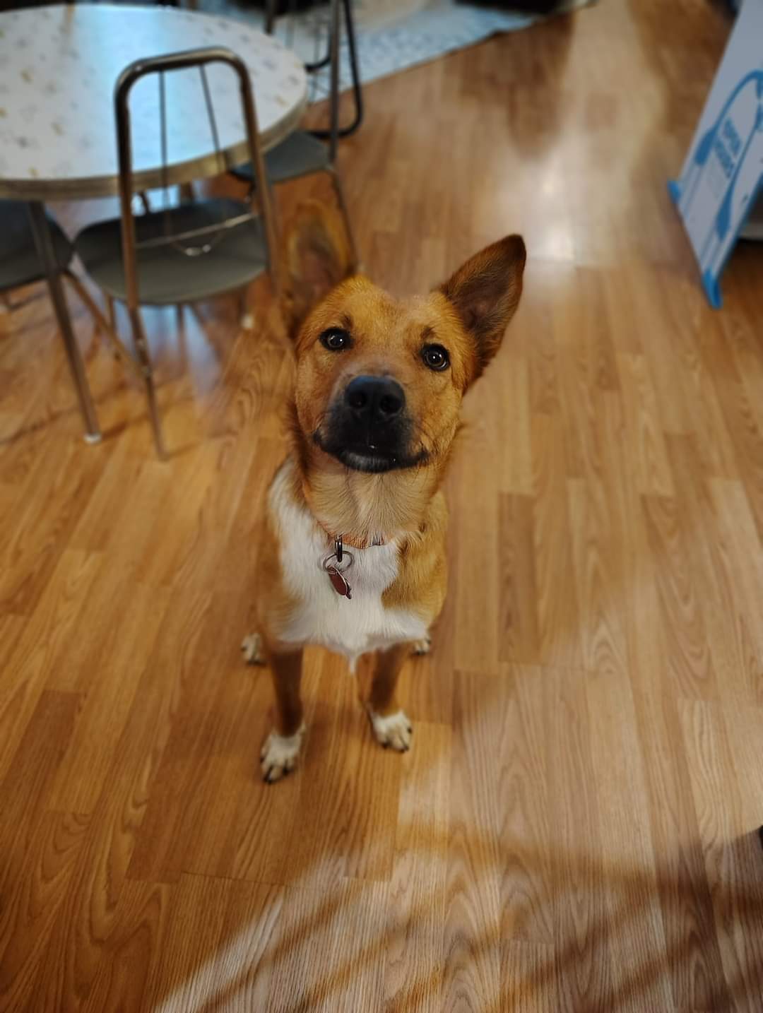 Apollo, an adoptable Australian Cattle Dog / Blue Heeler in New London, WI, 54961 | Photo Image 2