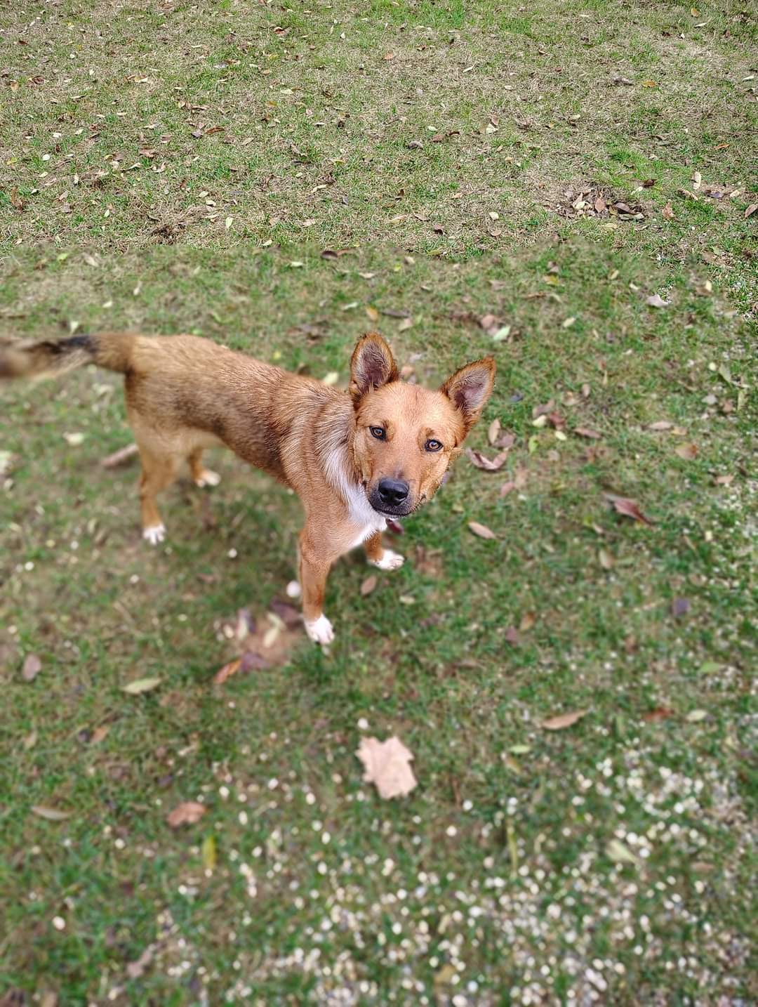 Apollo, an adoptable Australian Cattle Dog / Blue Heeler in New London, WI, 54961 | Photo Image 3