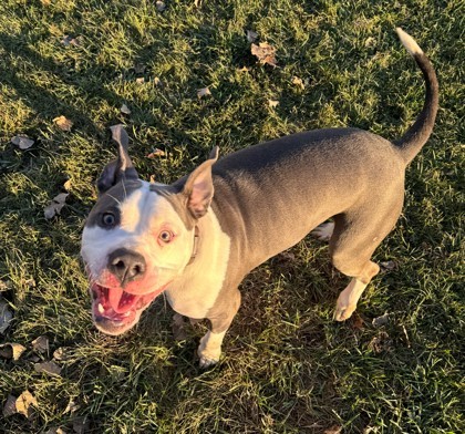 Astro, an adoptable American Staffordshire Terrier, Mixed Breed in Willmar, MN, 56201 | Photo Image 1