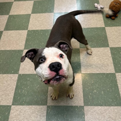 Astro, an adoptable American Staffordshire Terrier, Mixed Breed in Willmar, MN, 56201 | Photo Image 2