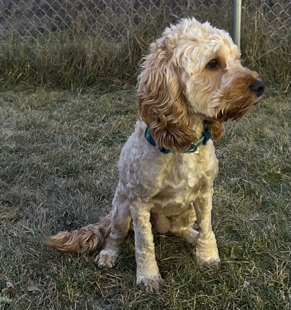 Freddie, an adoptable Cockapoo in Ashland, WI, 54806 | Photo Image 1