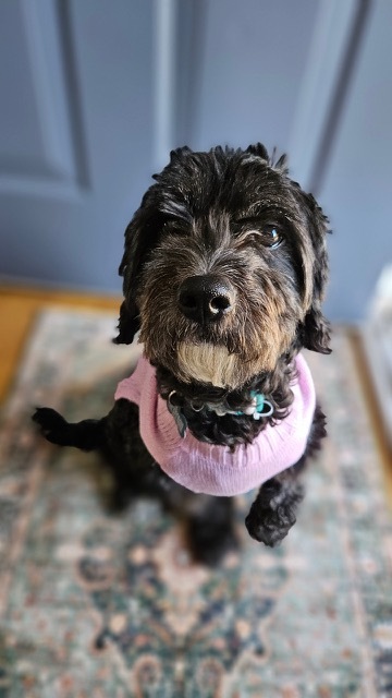 Raya, an adoptable Cockapoo in Lockport, IL, 60441 | Photo Image 1