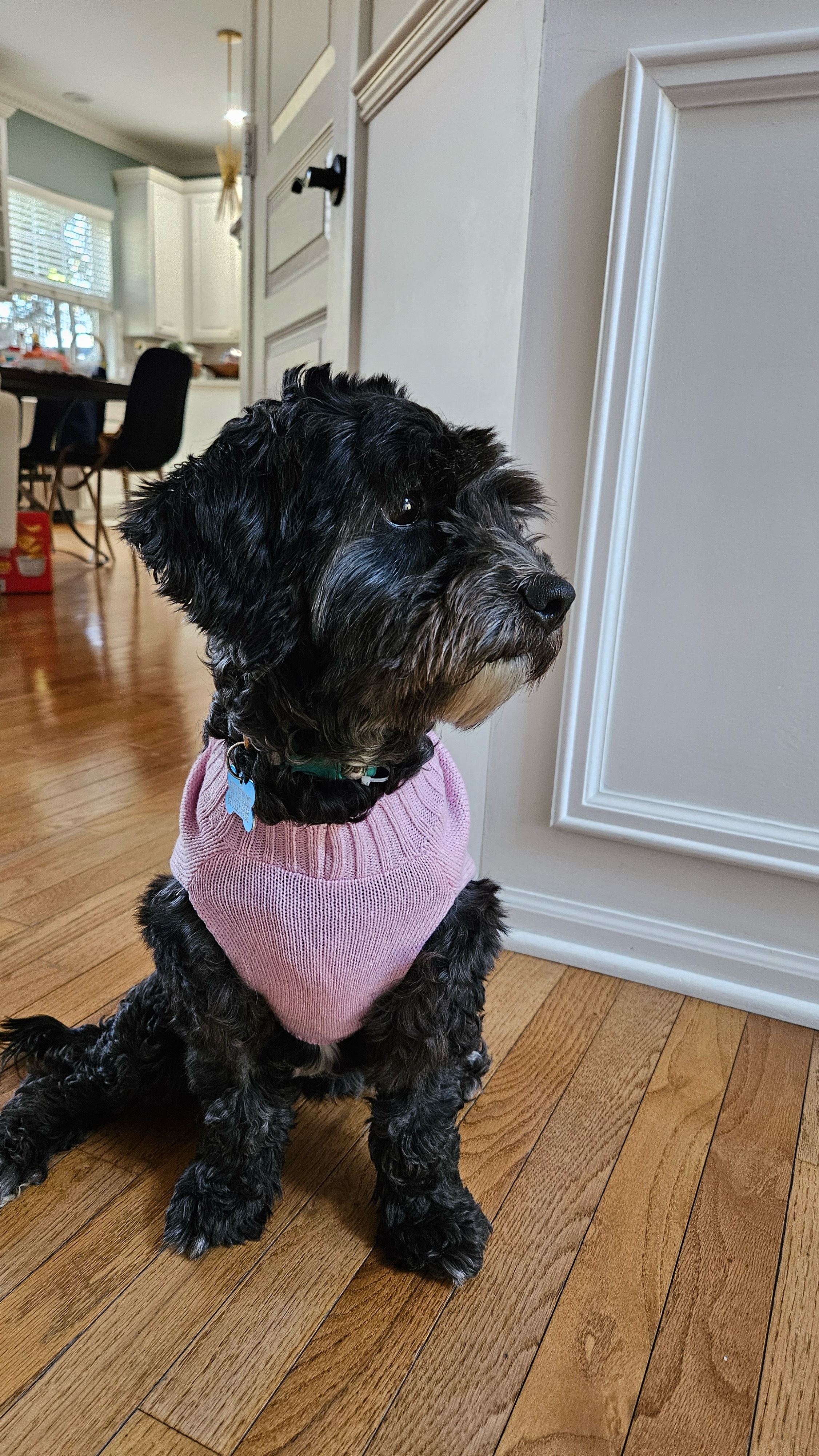 Raya, an adoptable Cockapoo in Lockport, IL, 60441 | Photo Image 2