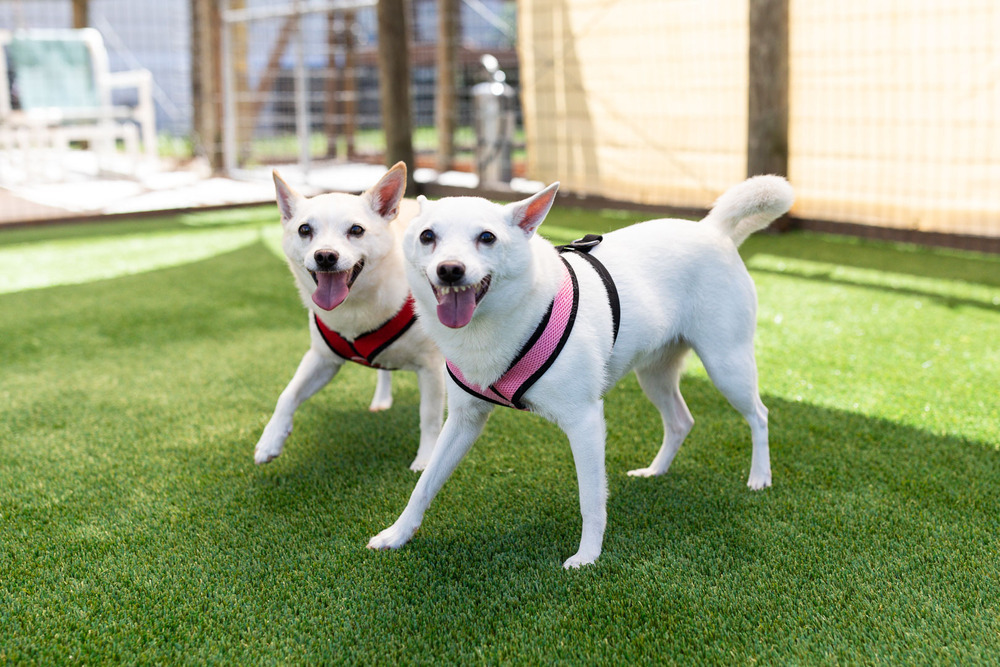 Will - Bonded with Grace, an adoptable Spitz, Chihuahua in Winter Garden, FL, 34787 | Photo Image 1