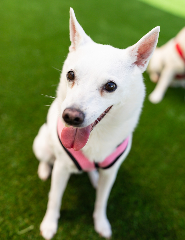 Will - Bonded with Grace, an adoptable Spitz, Chihuahua in Winter Garden, FL, 34787 | Photo Image 4