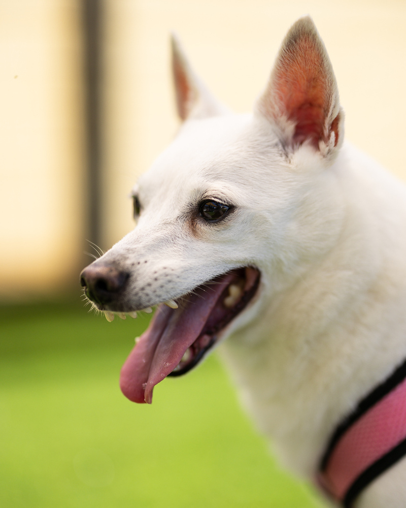 Will - Bonded with Grace, an adoptable Spitz, Chihuahua in Winter Garden, FL, 34787 | Photo Image 5