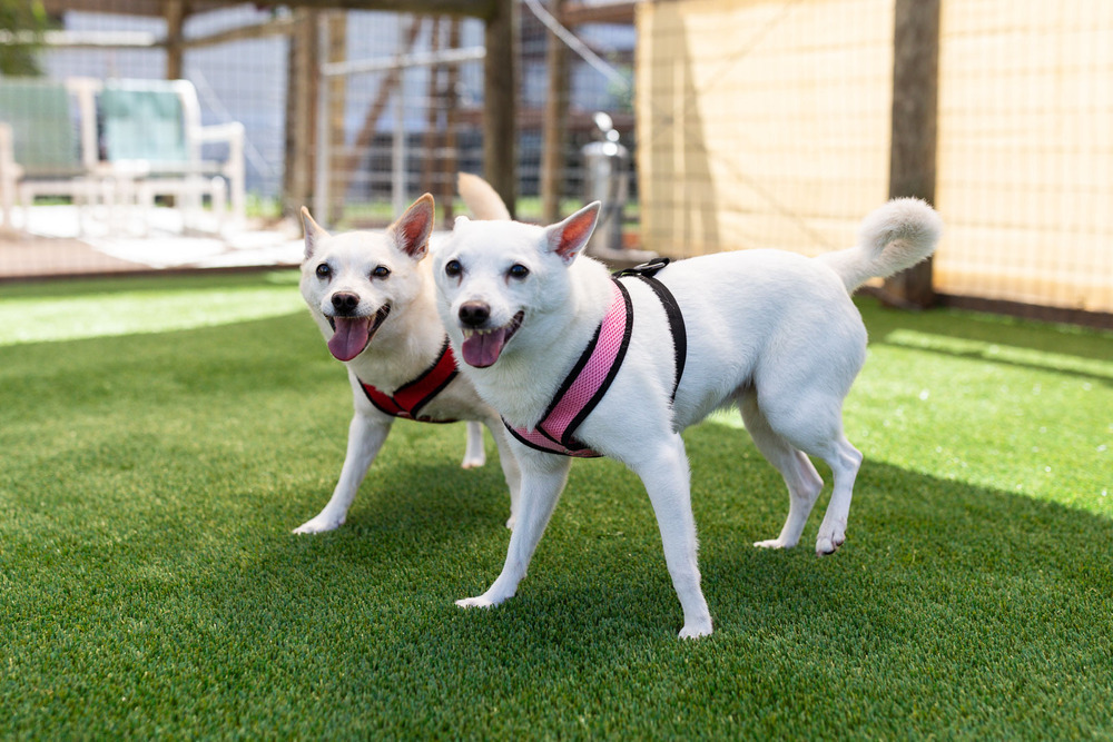 Grace - Bonded with Will, an adoptable Spitz, Chihuahua in Winter Garden, FL, 34787 | Photo Image 1