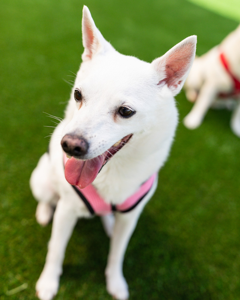 Grace - Bonded with Will, an adoptable Spitz, Chihuahua in Winter Garden, FL, 34787 | Photo Image 3