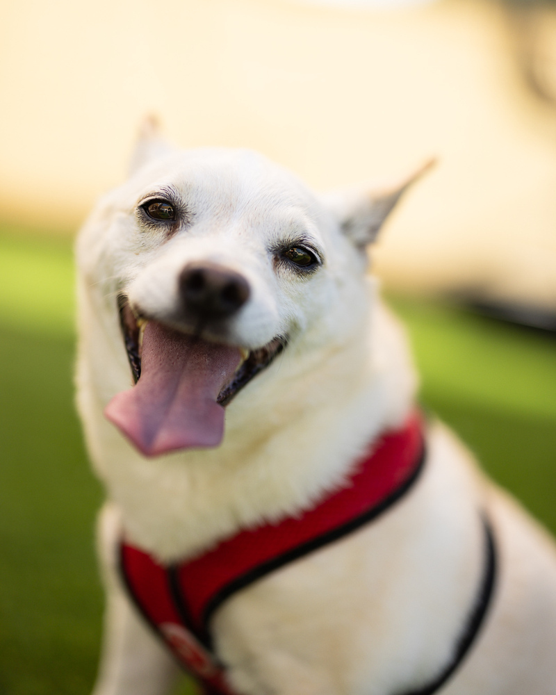 Grace - Bonded with Will, an adoptable Spitz, Chihuahua in Winter Garden, FL, 34787 | Photo Image 4