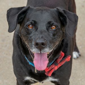 Ferb, Senior Male Black Labrador Retriever