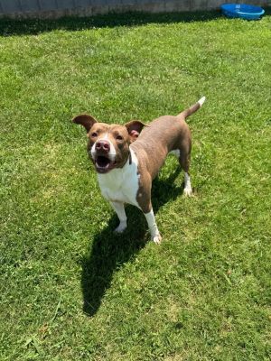 Keith, Adult Male Terrier